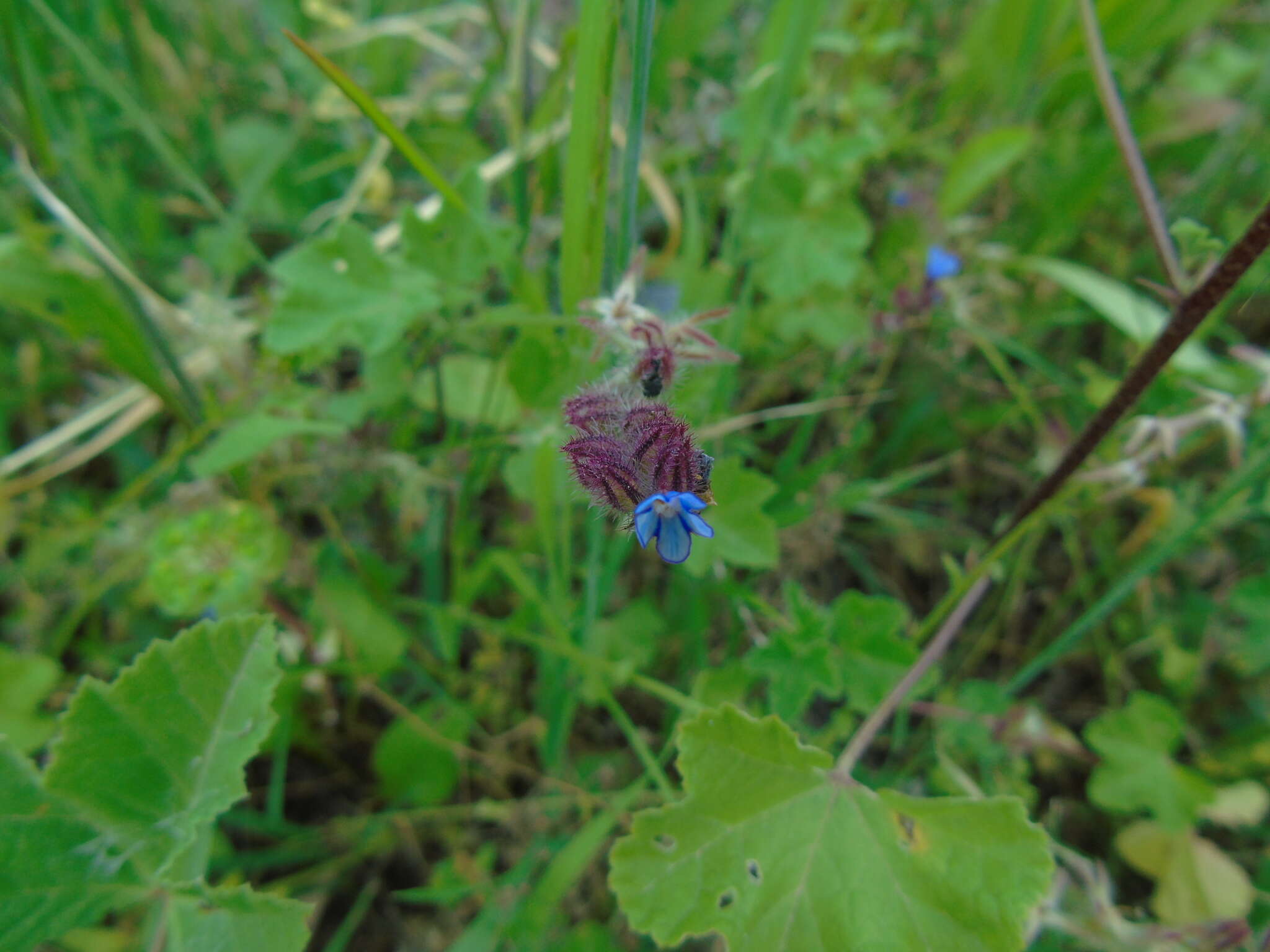 صورة Anchusella cretica (Mill.) M. Bigazzi, E. Nardi & F. Selvi