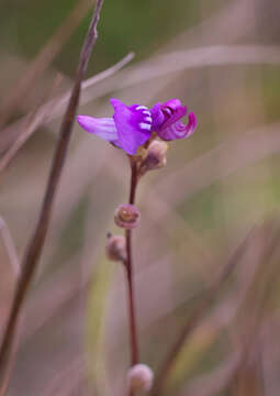 Image de Utricularia caerulea L.