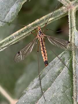 Image of Nephrotoma guestfalica (Westhoff 1879)