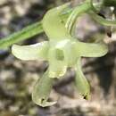 Imagem de Lemurella pallidiflora Bosser