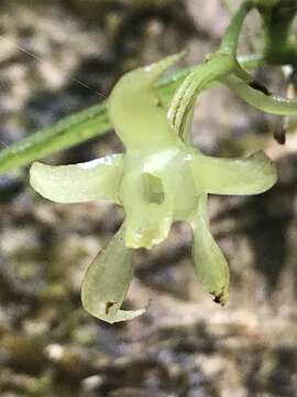 Image of Lemurella pallidiflora Bosser