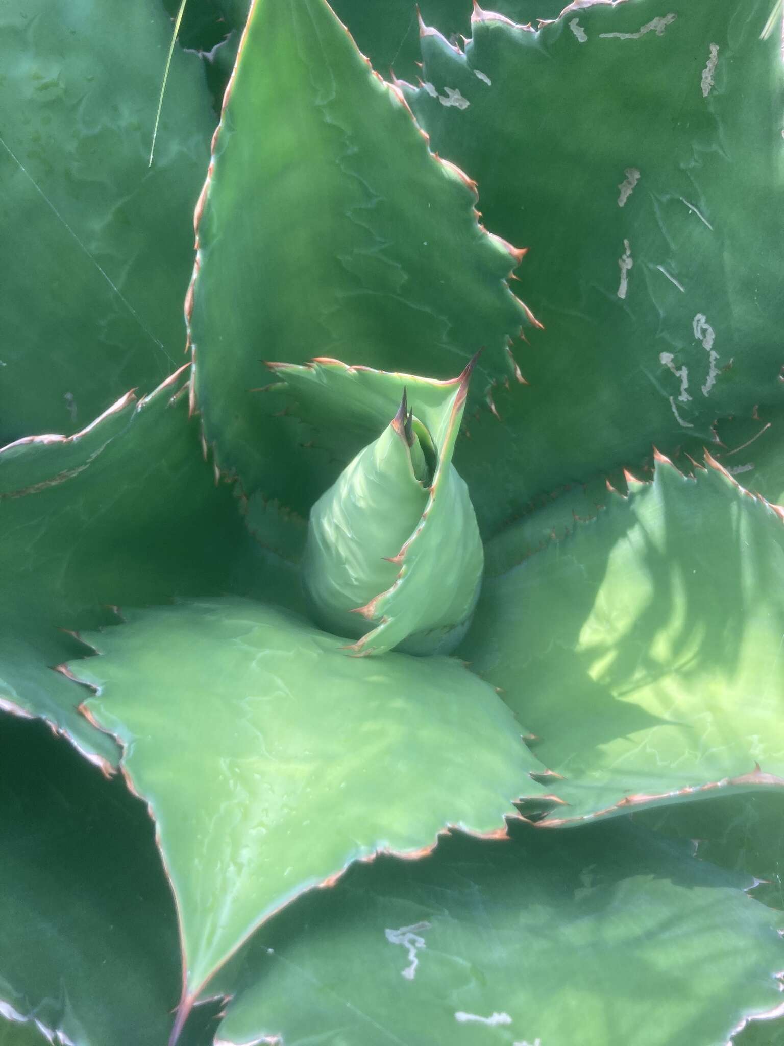 Image of Agave cupreata Trel. & A. Berger