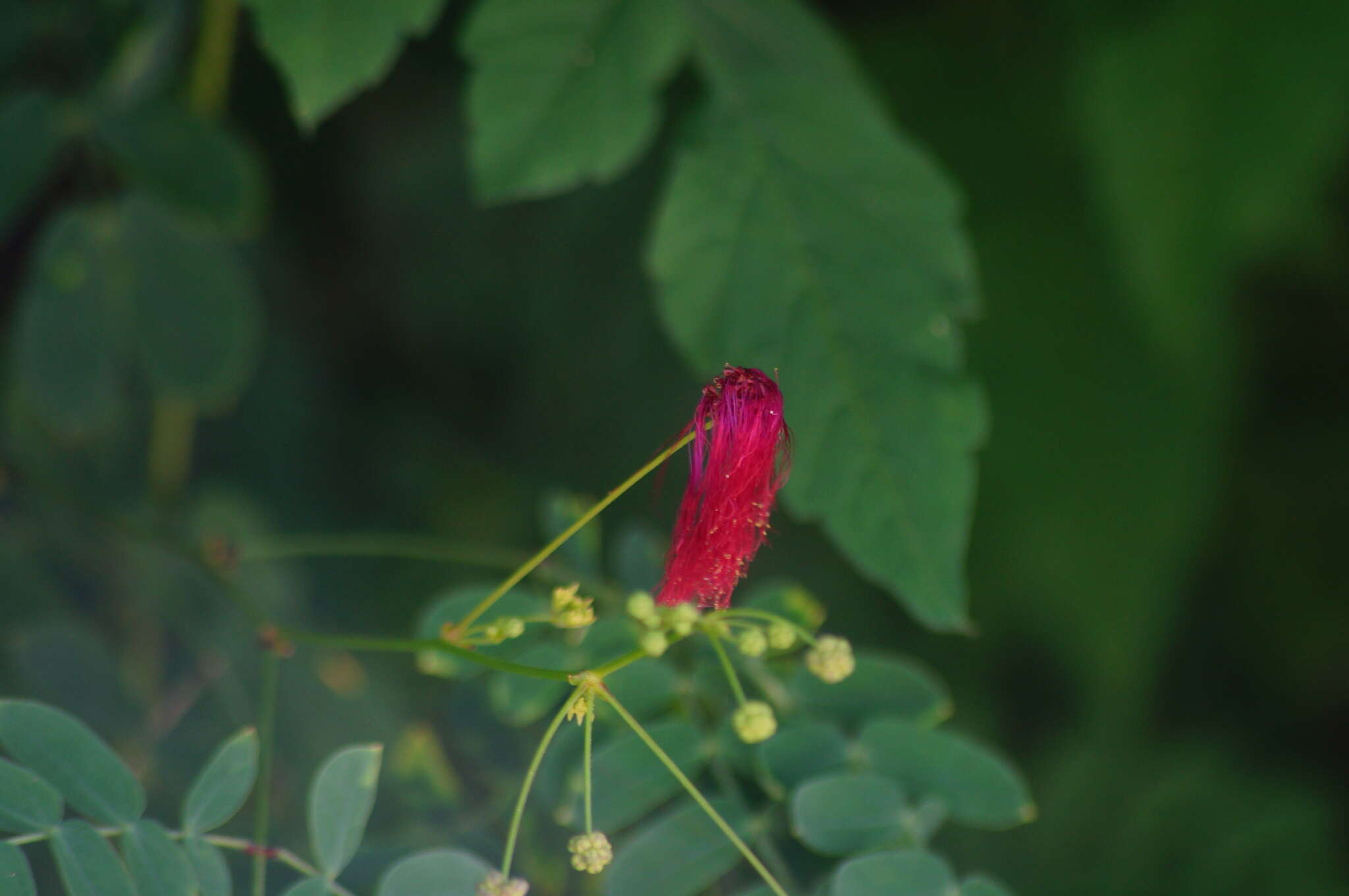 Image of Schott's stickpea