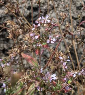 Clarkia heterandra (Torrey) H. Lewis & P. H. Raven resmi