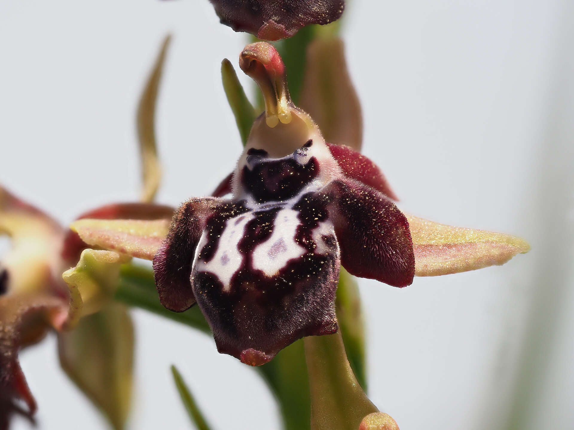 Image of Ophrys cretica subsp. ariadnae (Paulus) H. Kretzschmar