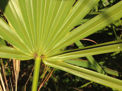 Image of serenoa