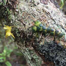 Image of Bulbophyllum sciaphile Bosser