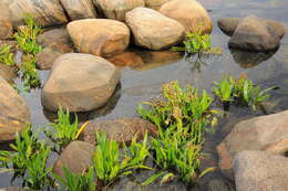 Image of sea aster