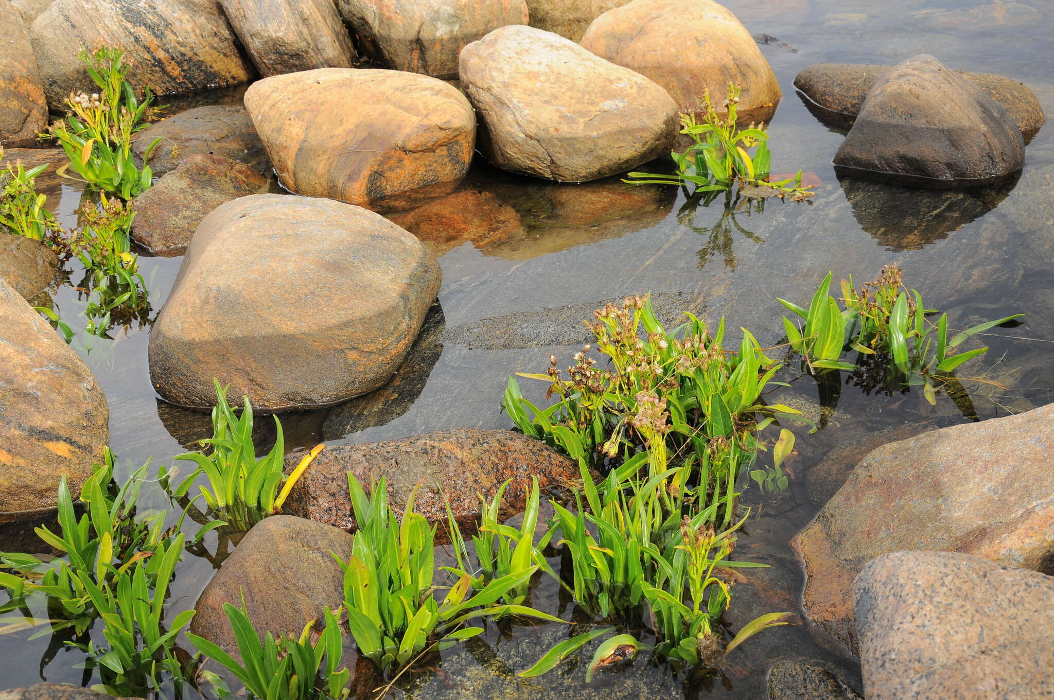 Image of sea aster