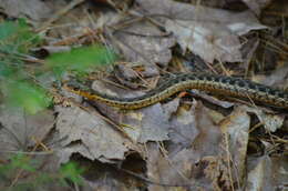 Image of Thamnophis sirtalis pallidulus Allen 1899