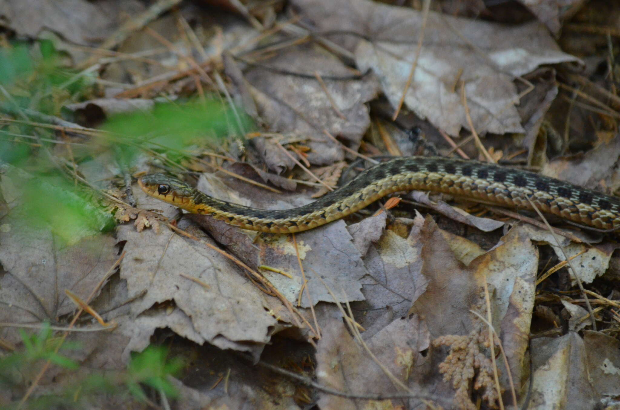 Image of Thamnophis sirtalis pallidulus Allen 1899