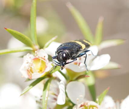 Image of Castiarina bifasciata (Hope 1831)