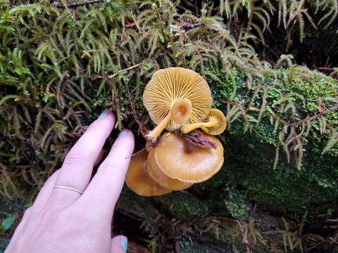 Image of Chrysomphalina chrysophylla (Fr.) Clémençon 1982