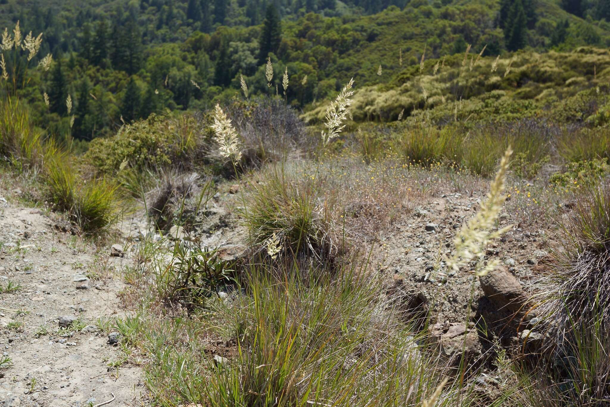 Image of serpentine reedgrass