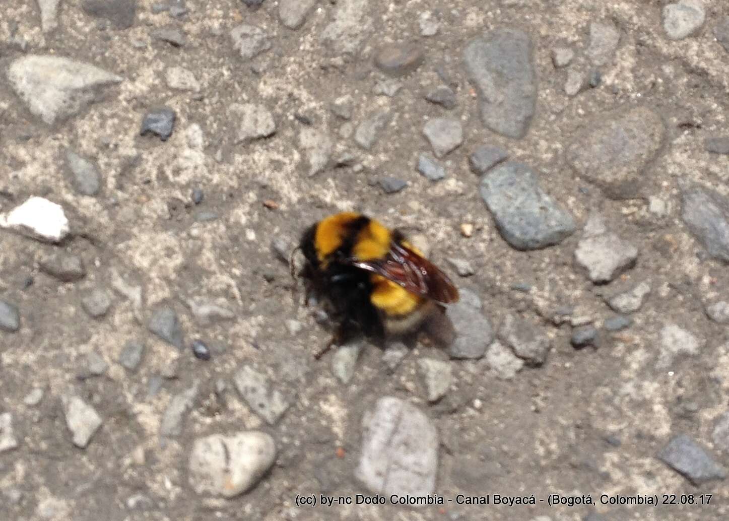 Plancia ëd Bombus hortulanus Friese 1904