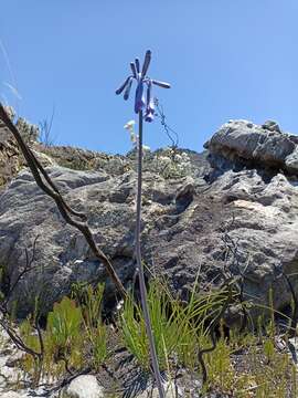 Imagem de Agapanthus walshii L. Bolus