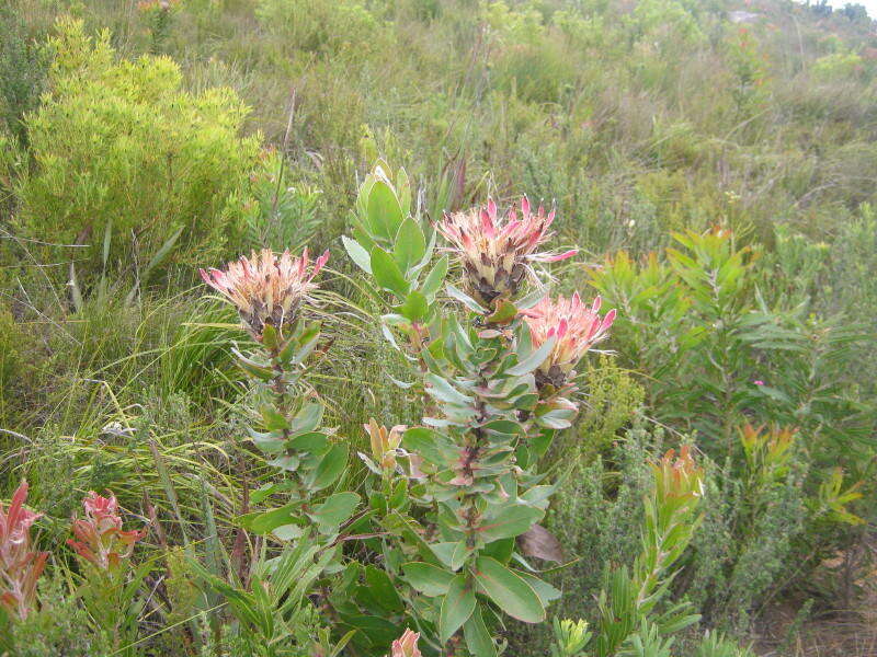 Image of Broad-leaved protea