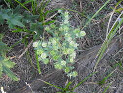 Image de Acicarpha tribuloides Juss.