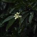 Image of Magnolia henaoi (Lozano) Govaerts