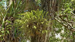 Image of Maxillaria egertoniana (Bateman ex Lindl.) Molinari