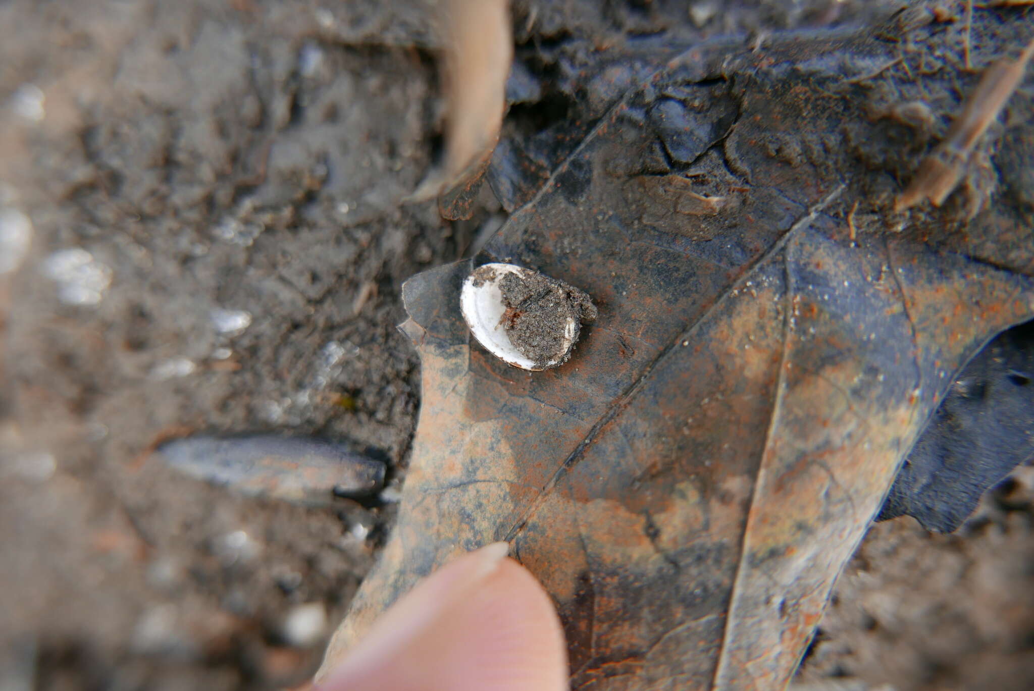 Image of giant pea mussel