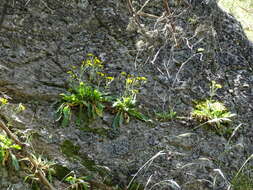 Imagem de Hieracium amplexicaule L.