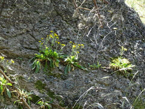 Image of Hieracium amplexicaule L.