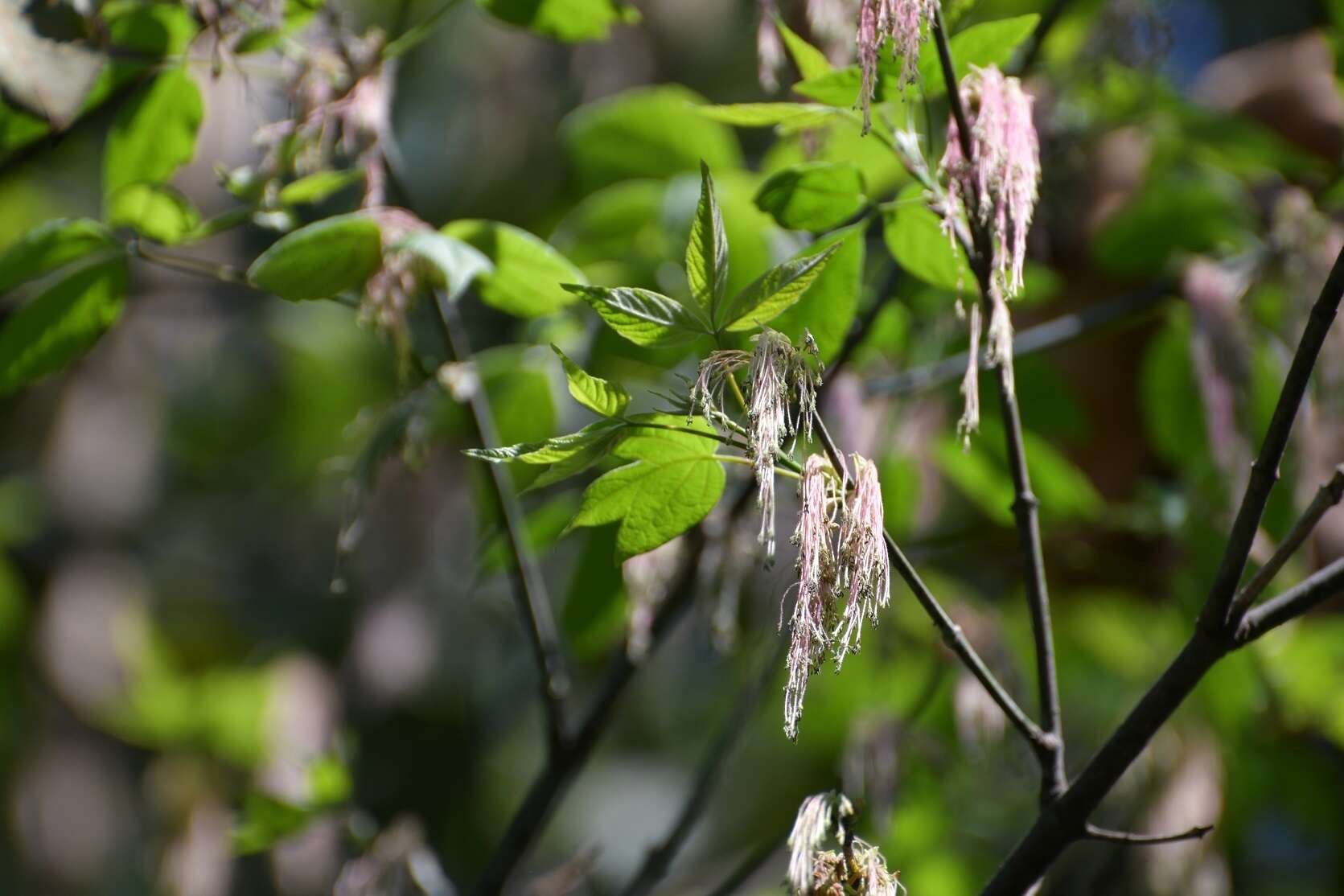 Image de Acer negundo var. mexicanum (DC.) Kuntze