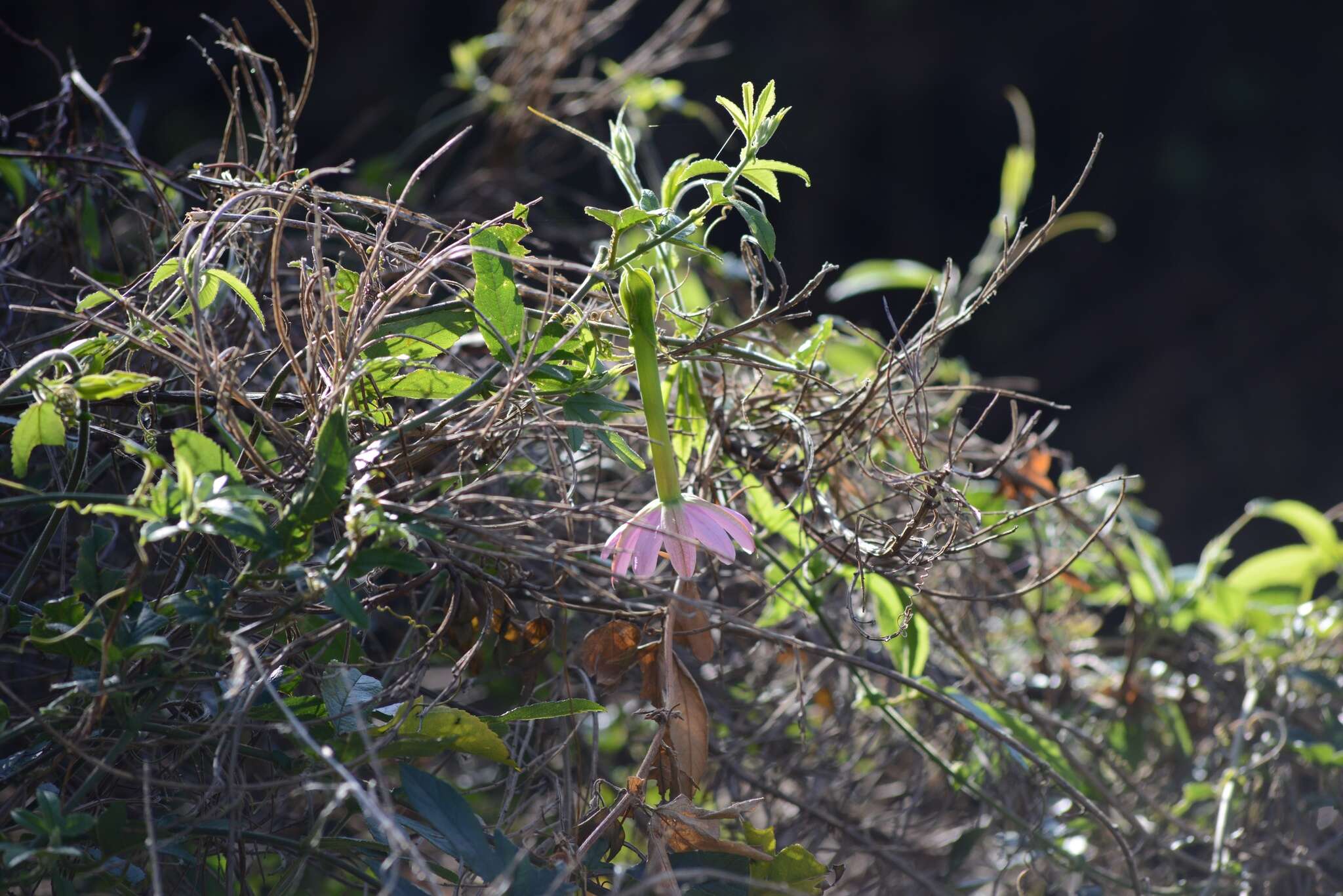 Imagem de Passiflora tripartita var. azuayensis L. B. Holm-Nielsen & P. M. Jørgensen