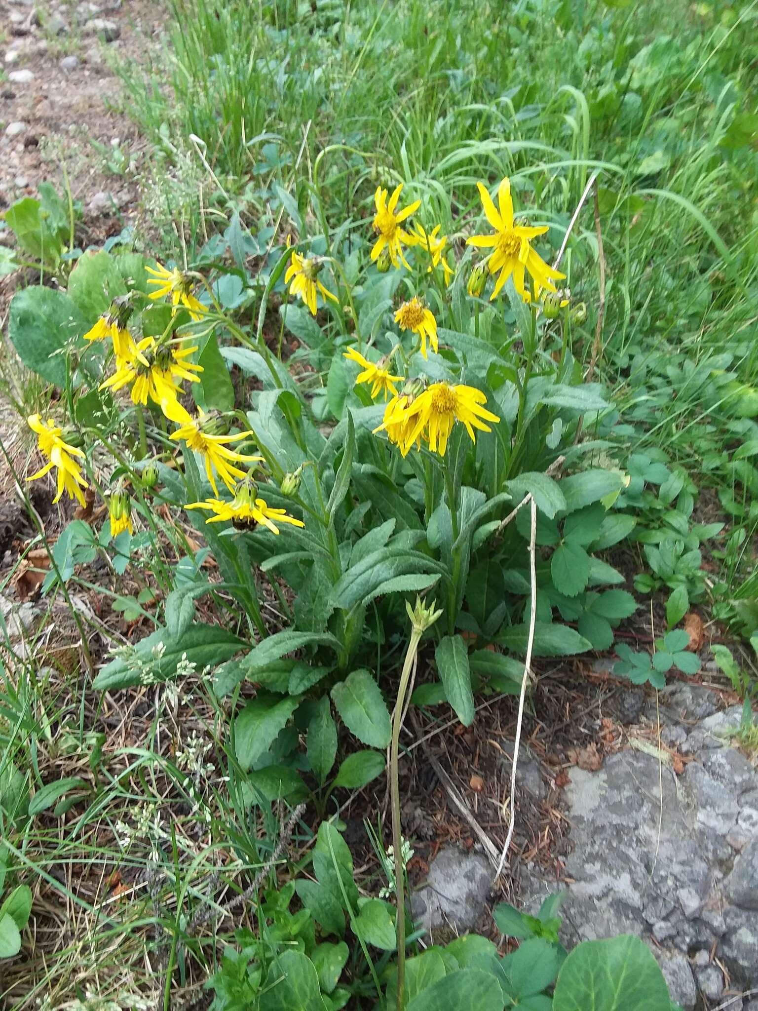 Слика од Senecio amplectens A. Gray