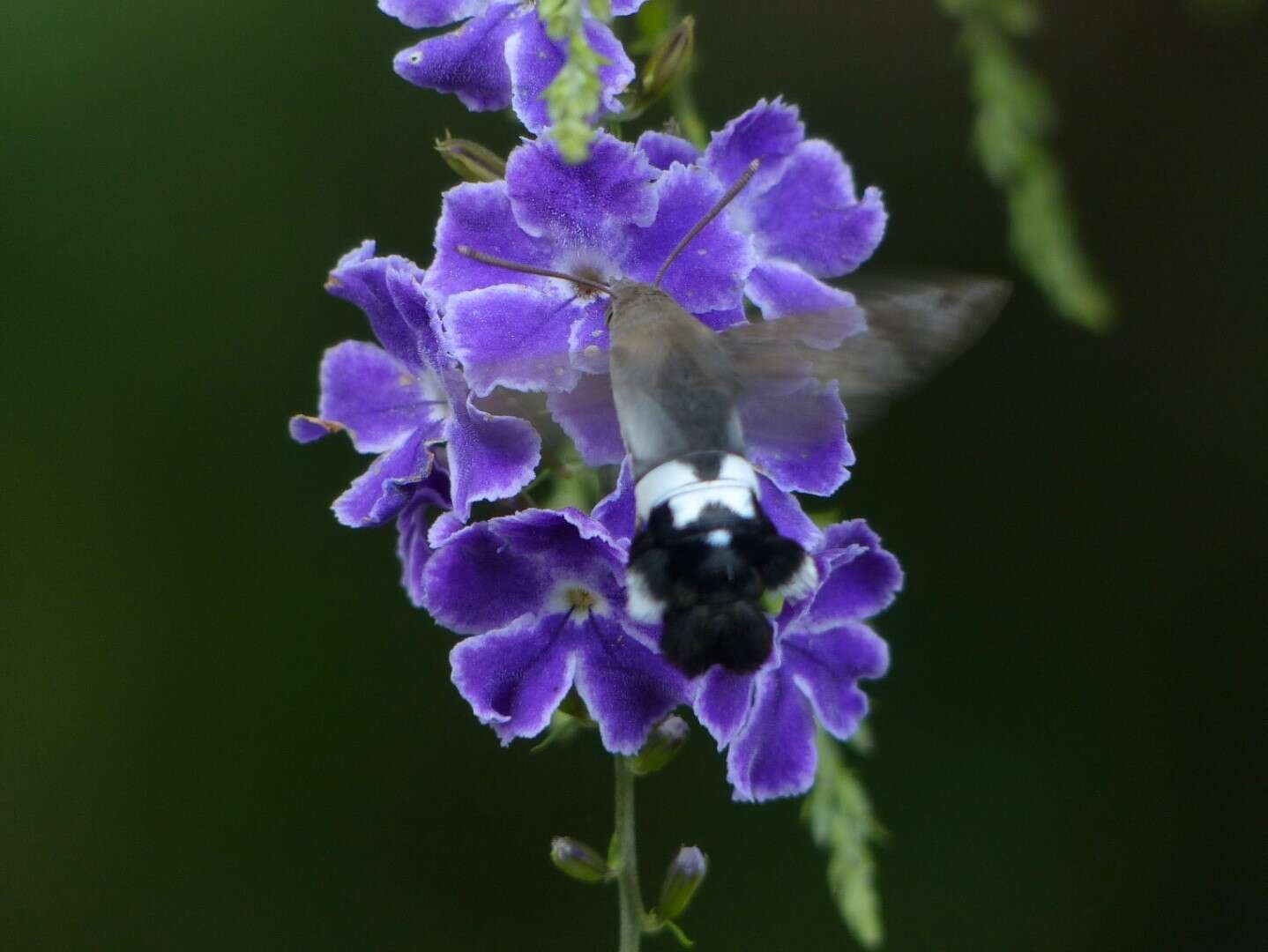 Image of Leucostrophus alterhirundo d'Abrera (1987)