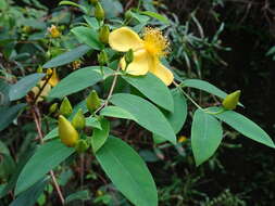 Image of Hypericum geminiflorum Hemsl.