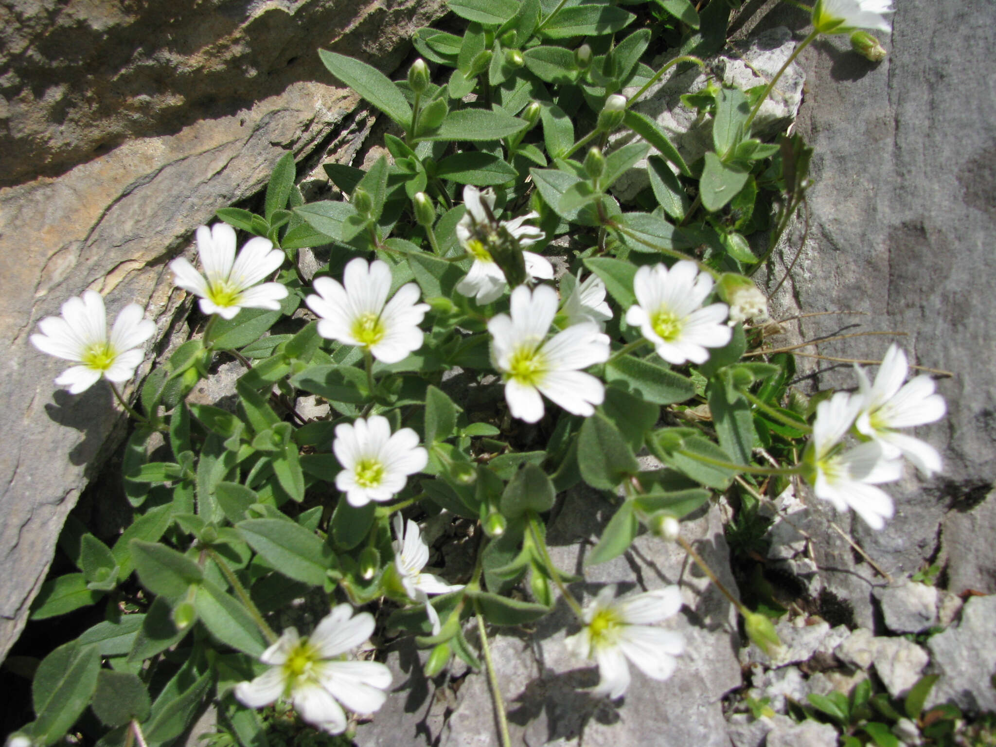 صورة Cerastium latifolium L.