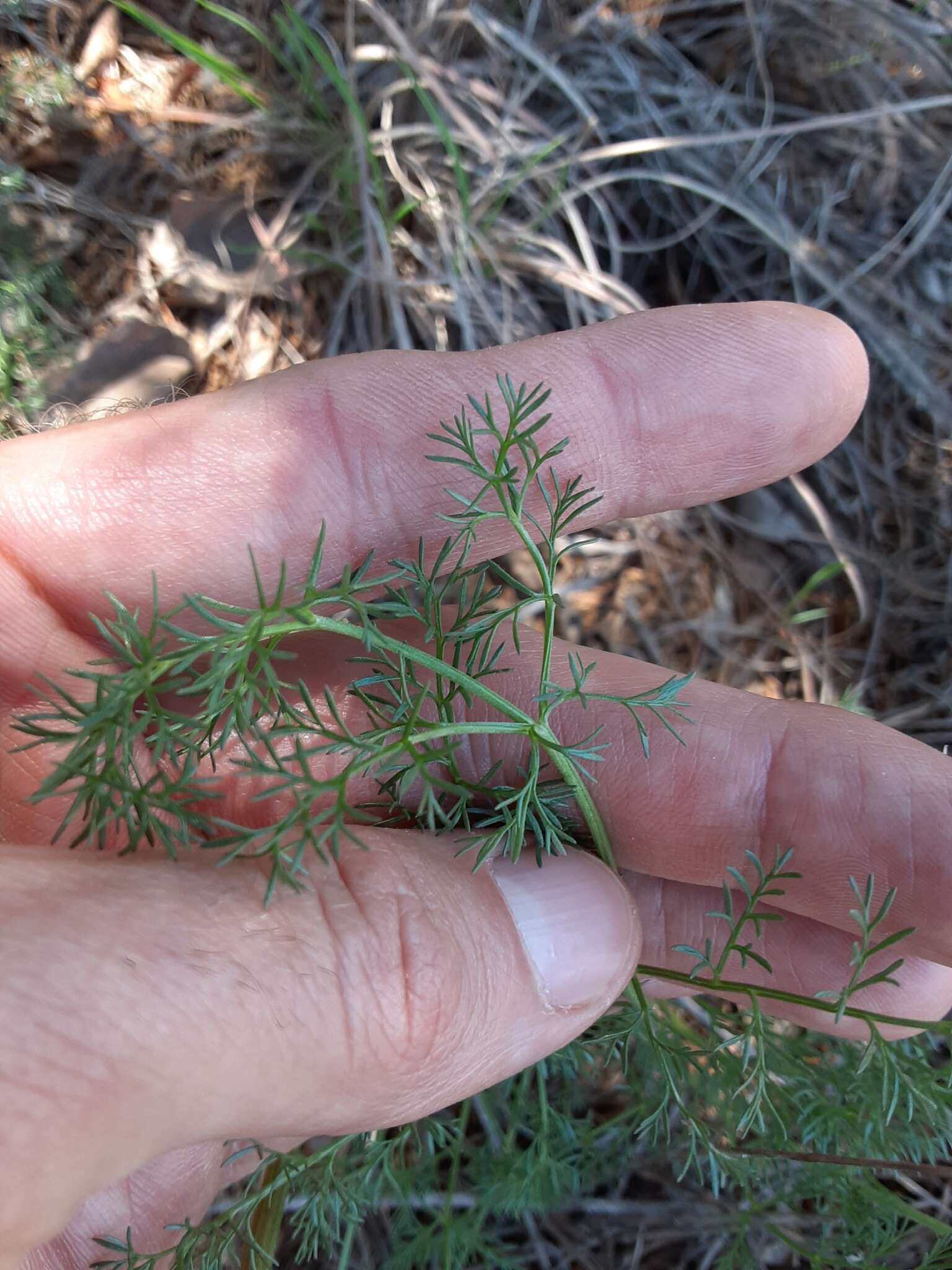 Image of desert biscuitroot