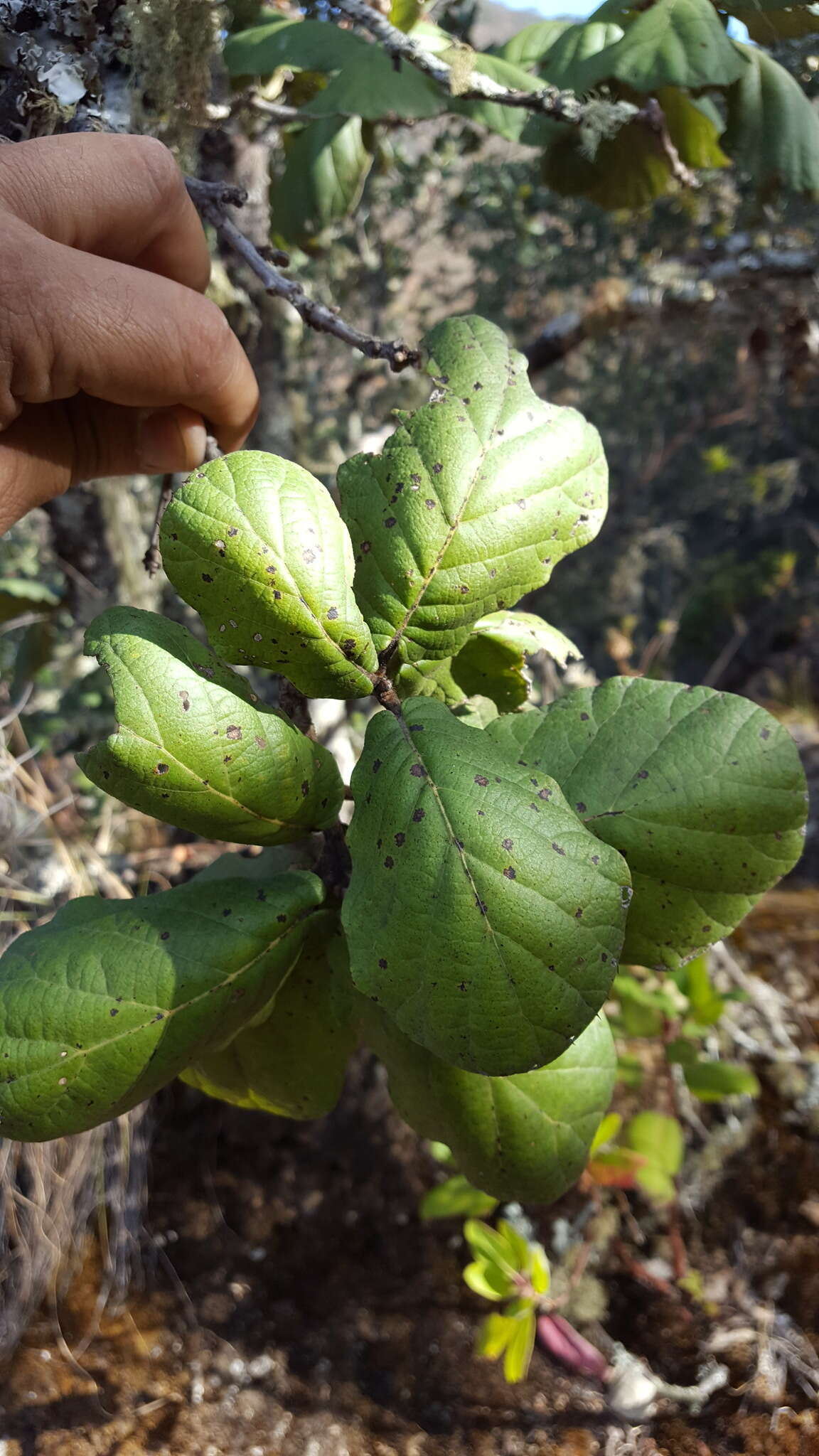 Imagem de Quercus conzattii Trel.