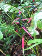 Image of Heliconia aemygdiana Burle-Marx