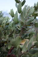 Слика од Arctostaphylos auriculata Eastw.