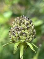 Image of roughleaf coneflower