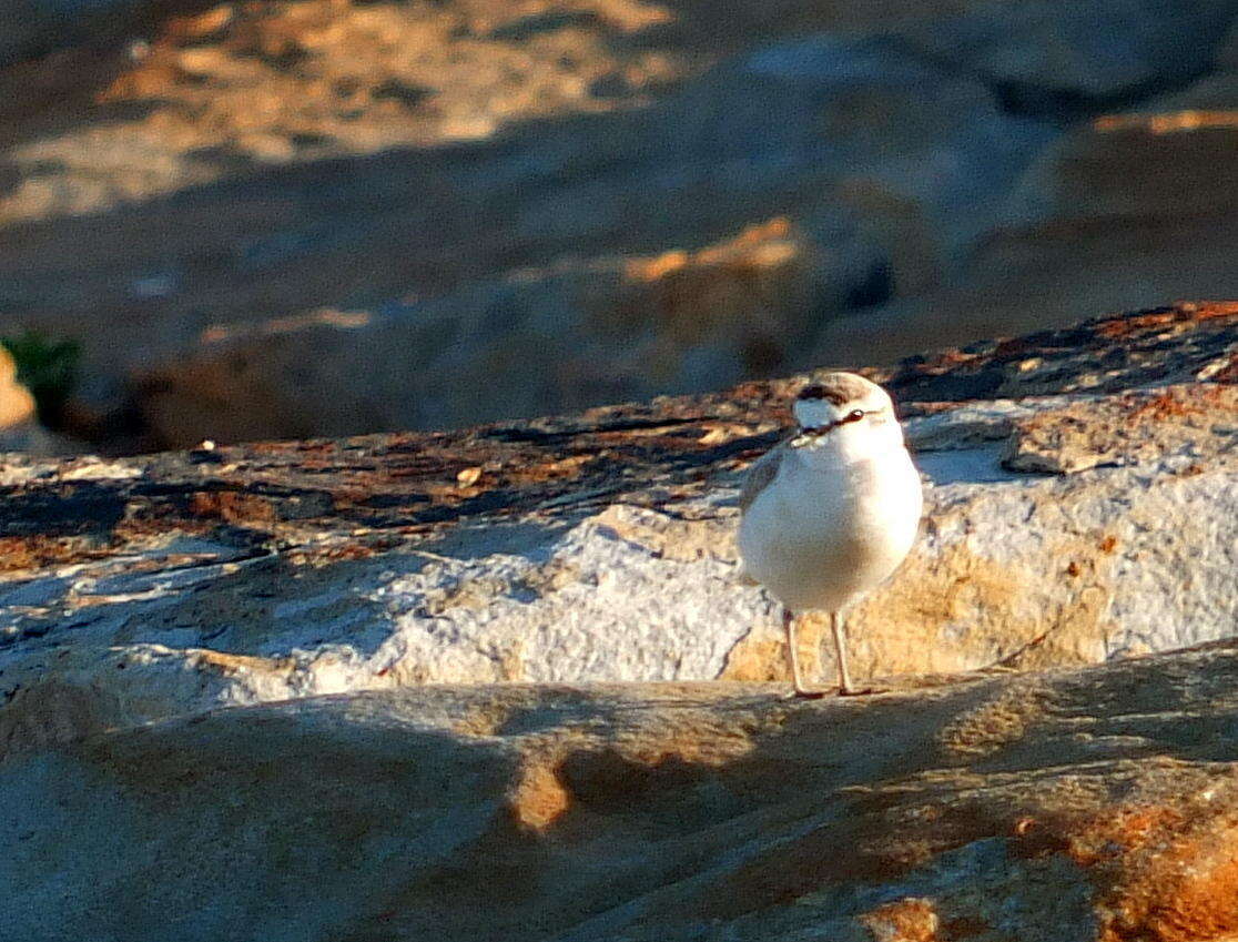 Sivun Charadrius marginatus mechowi (Cabanis 1884) kuva