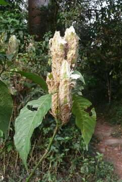 Image of Justicia grandis (T. Anders.) Vollesen