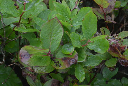 Image of Leucothoe grayana Maxim.