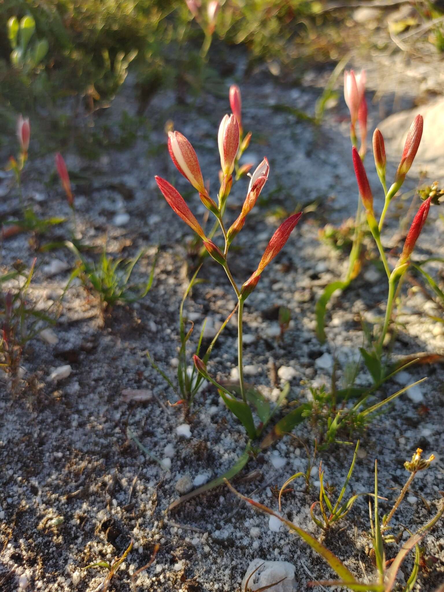 Plancia ëd Hesperantha falcata subsp. falcata