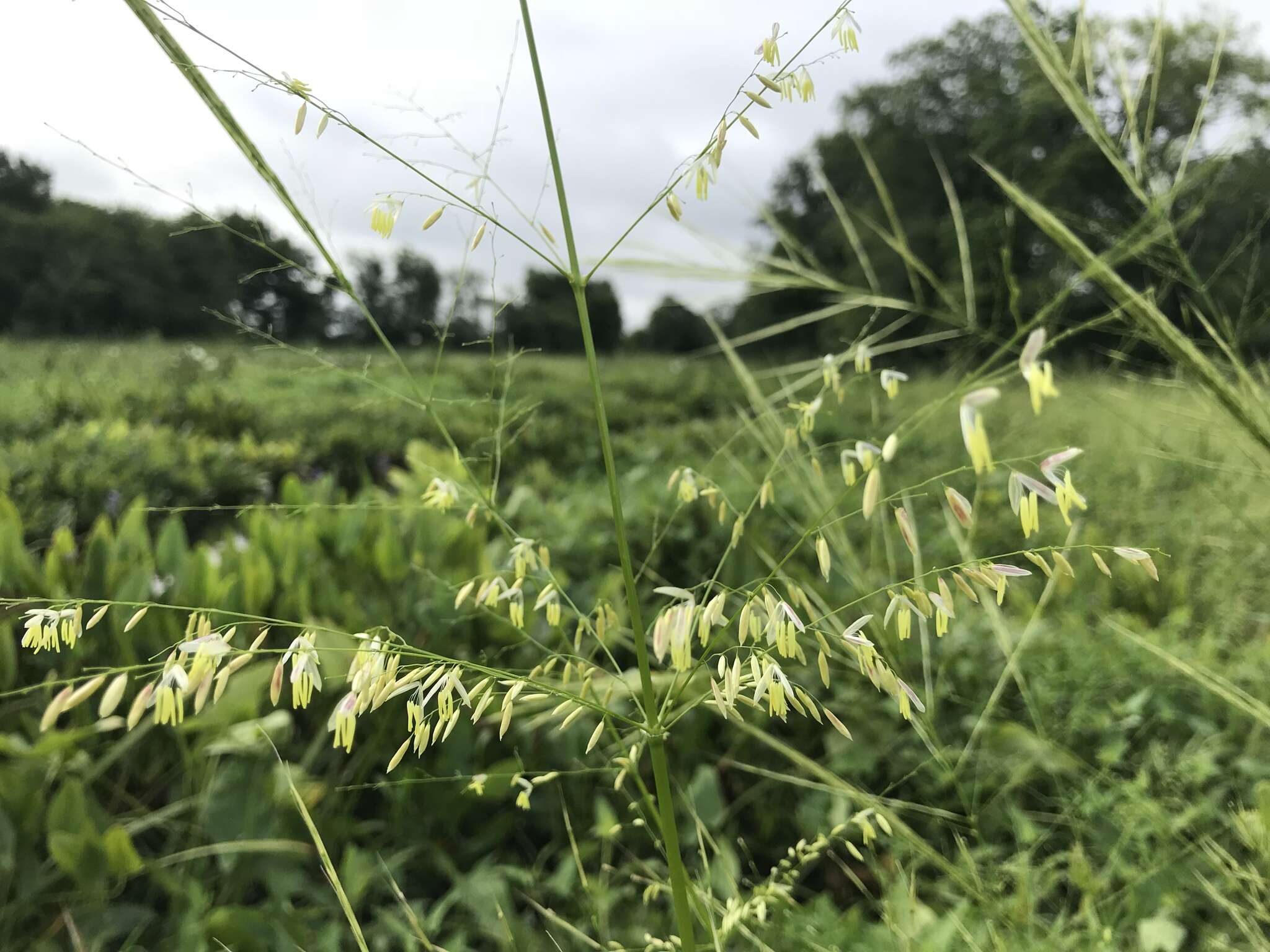 Image of Indian rice