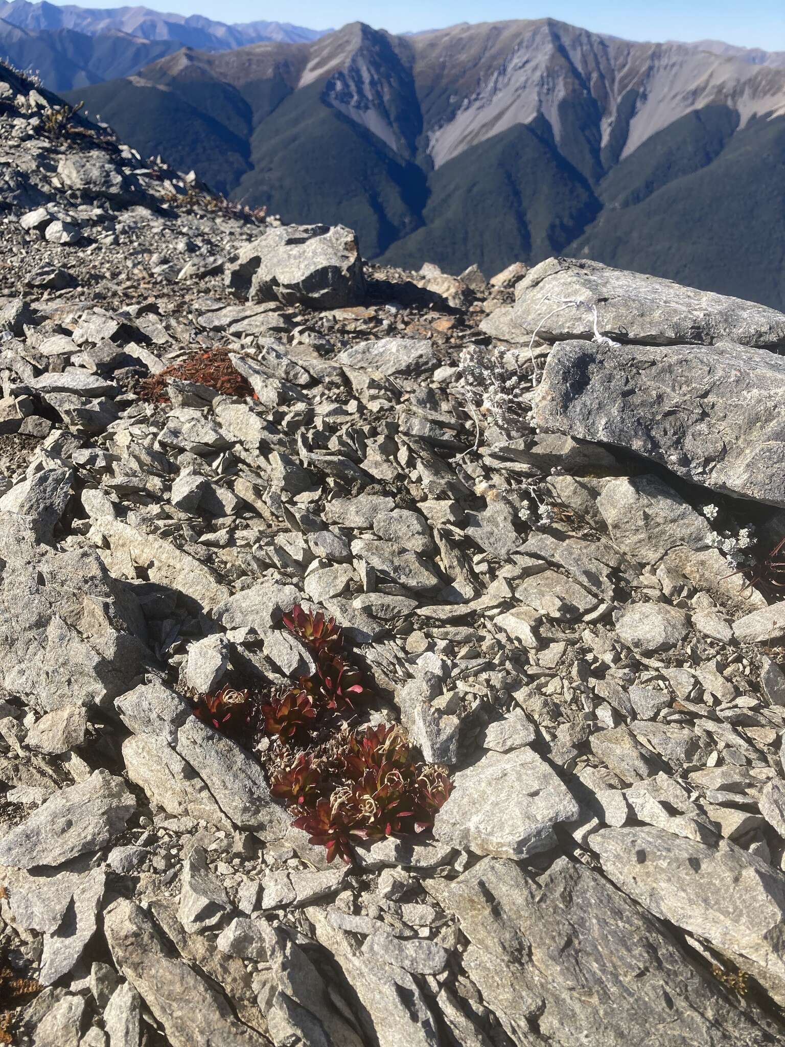 Imagem de Epilobium tasmanicum Hausskn.