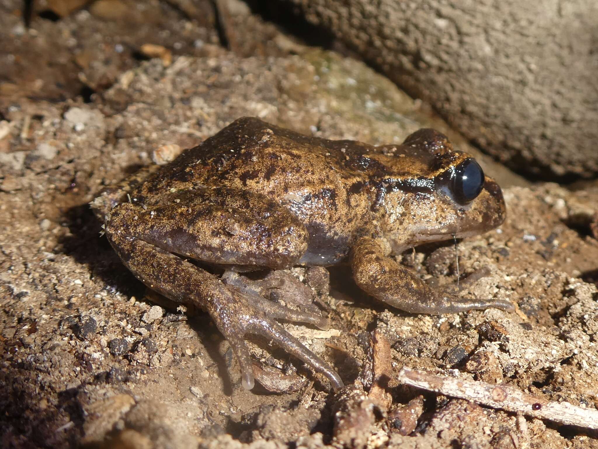 Image of New Zealand primitive frogs