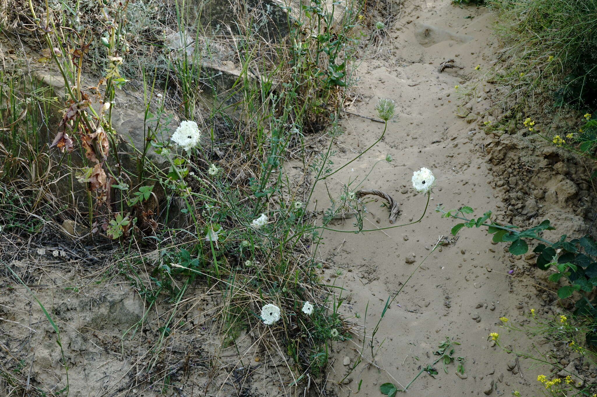 Image of Daucus guttatus Sibth. & Sm.