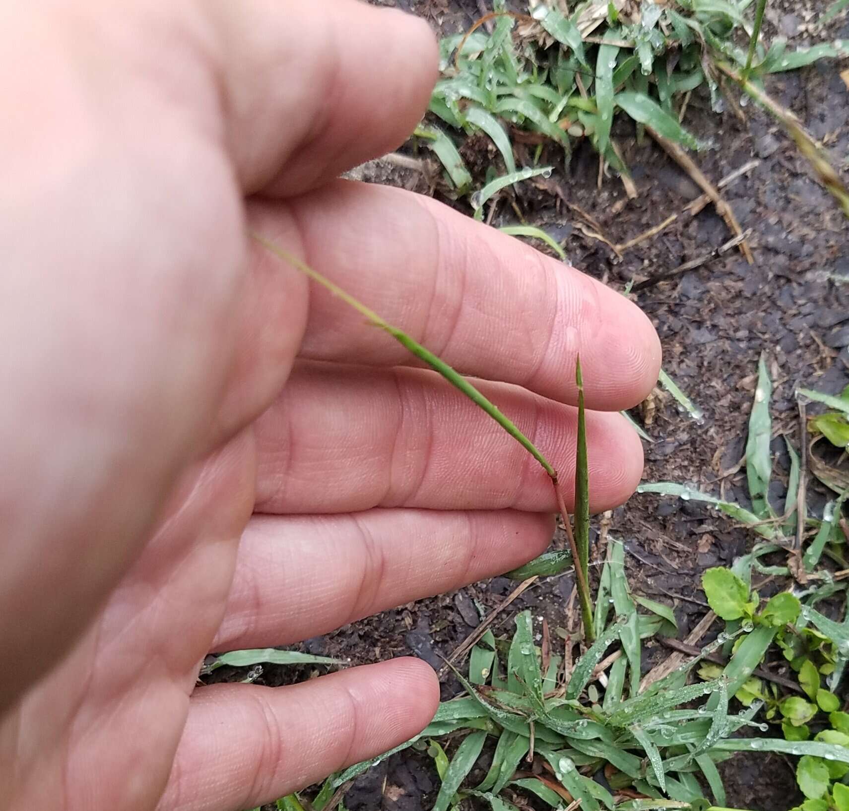 Image of pitted beardgrass