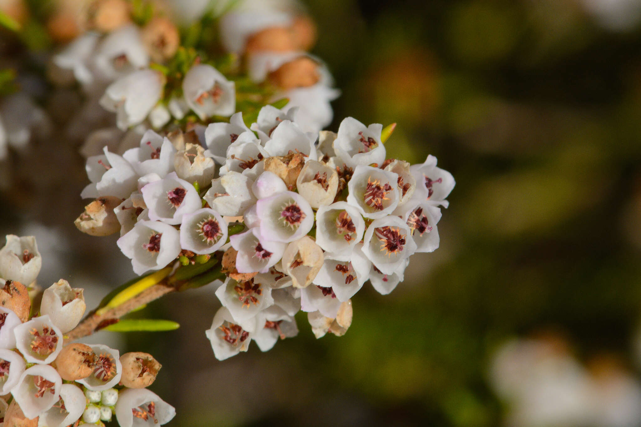 Image of Erica subdivaricata Berg.