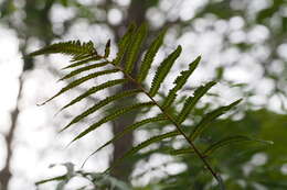 Image of Christella acuminata (Houtt.) Holtt.