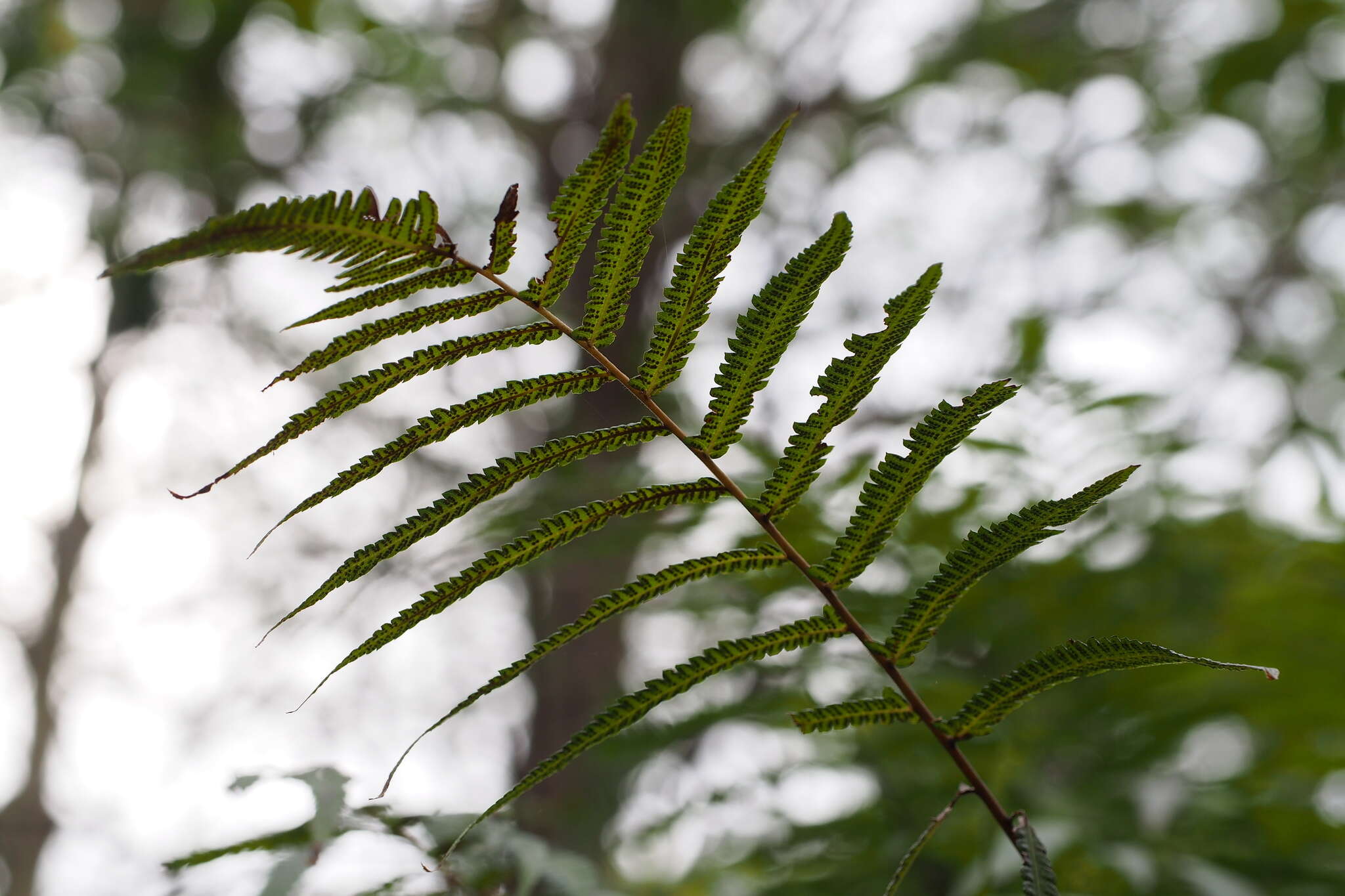 Image de Christella acuminata (Houtt.) Holtt.